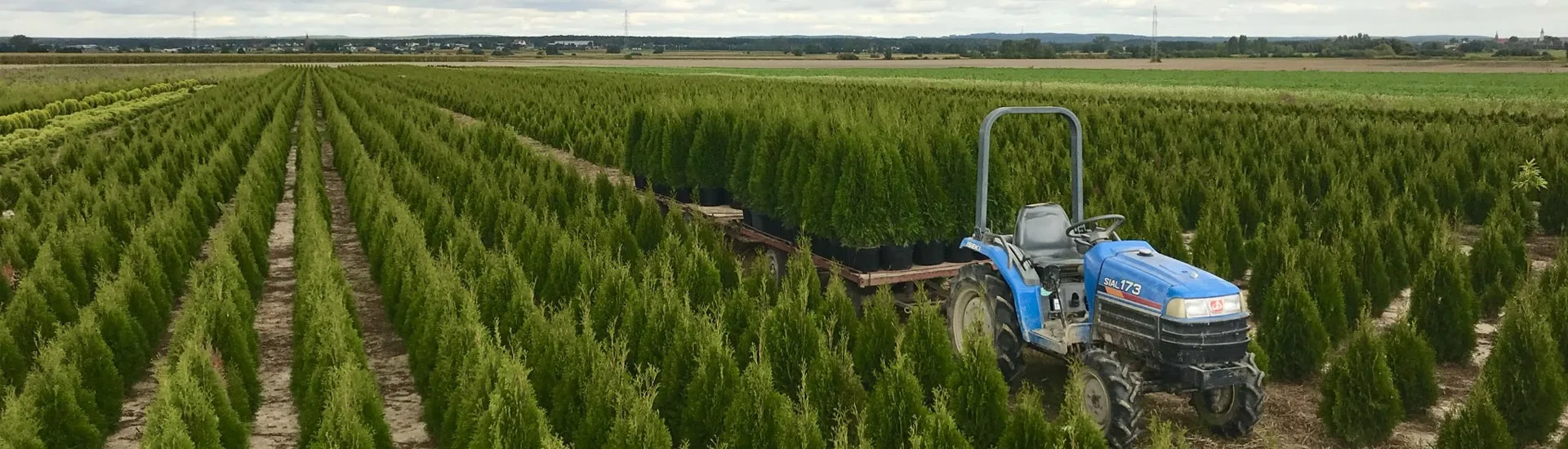 Blick von der Marcinków 1 Baumschule