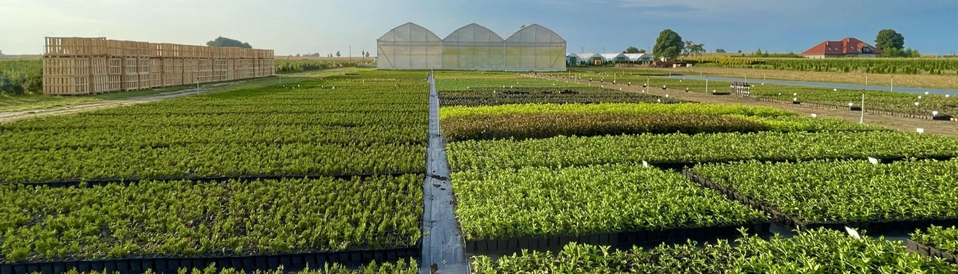 Blick von der Marcinków 2 Baumschule