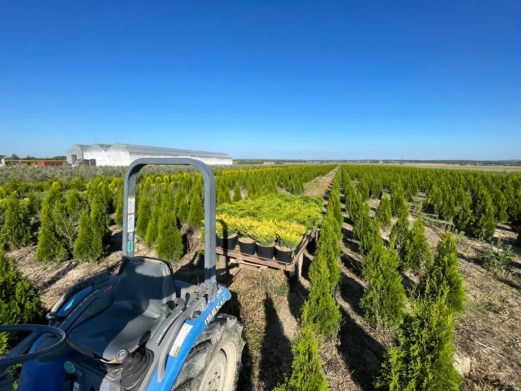 Blick von der Marcinków 2 Baumschule