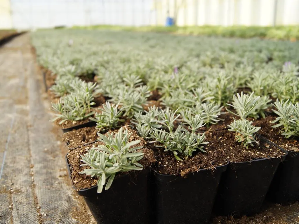 Blick von der Marcinków 3 Baumschule