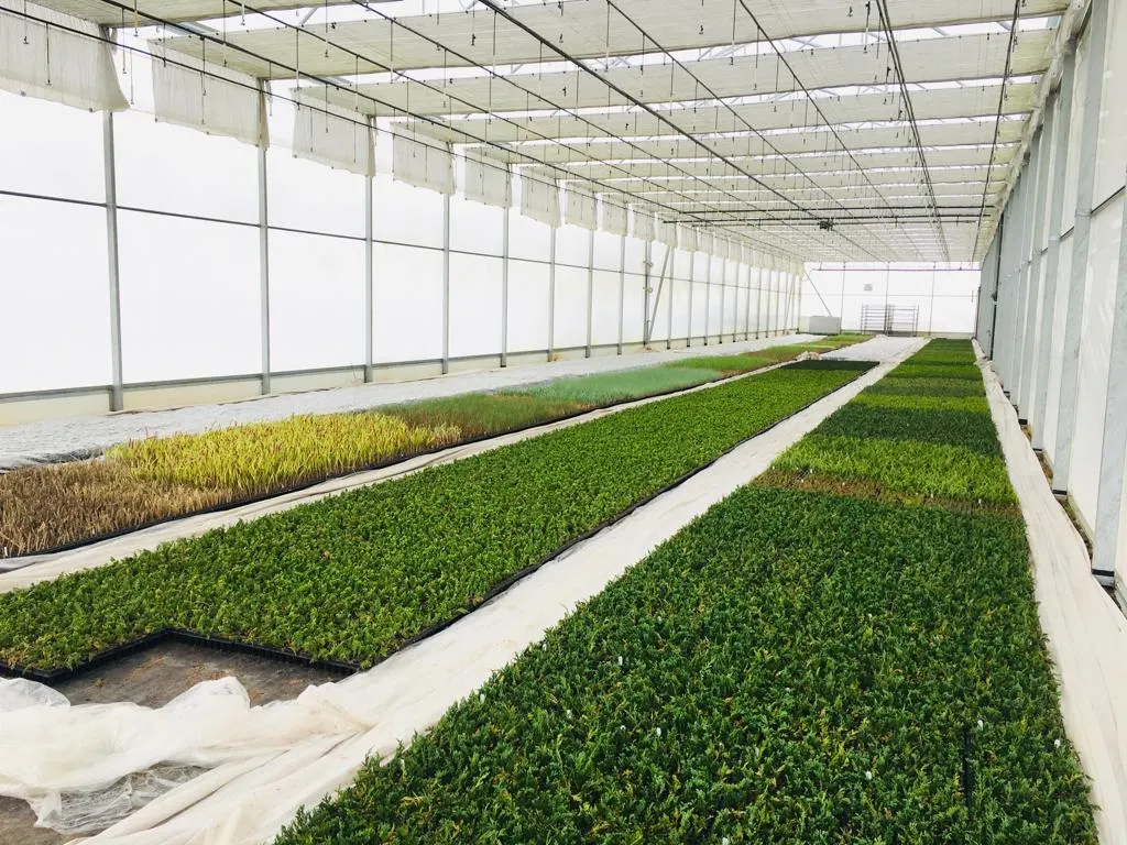 Blick von der Marcinków-4-Baumschule