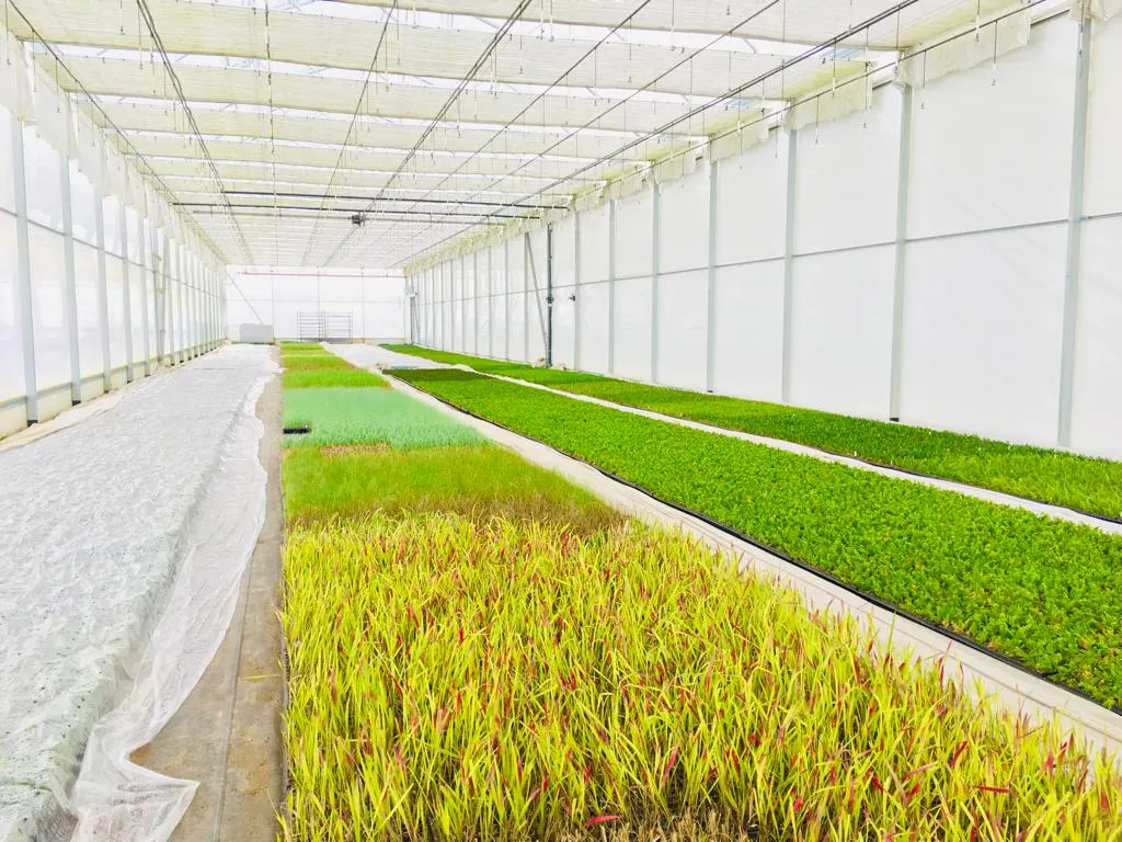 Blick von der Marcinków 5 Baumschule