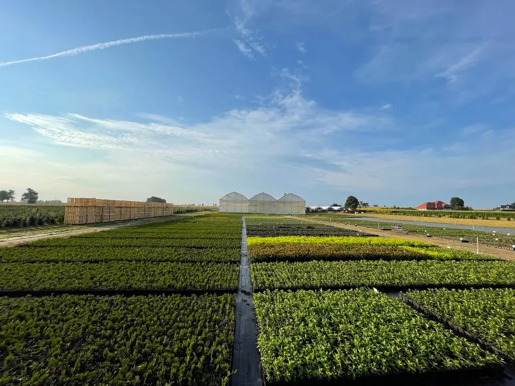 Blick von der Marcinków 6 Baumschule