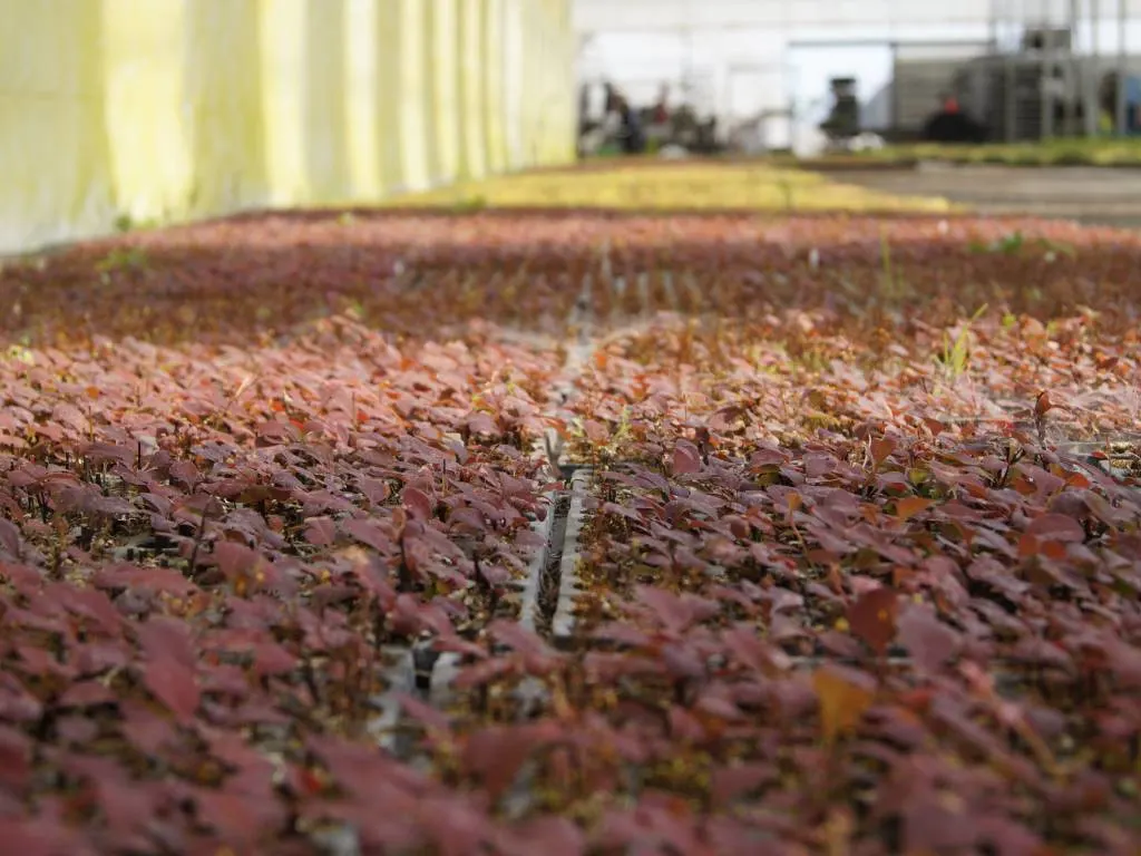 Blick von der Marcinków 7 Baumschule