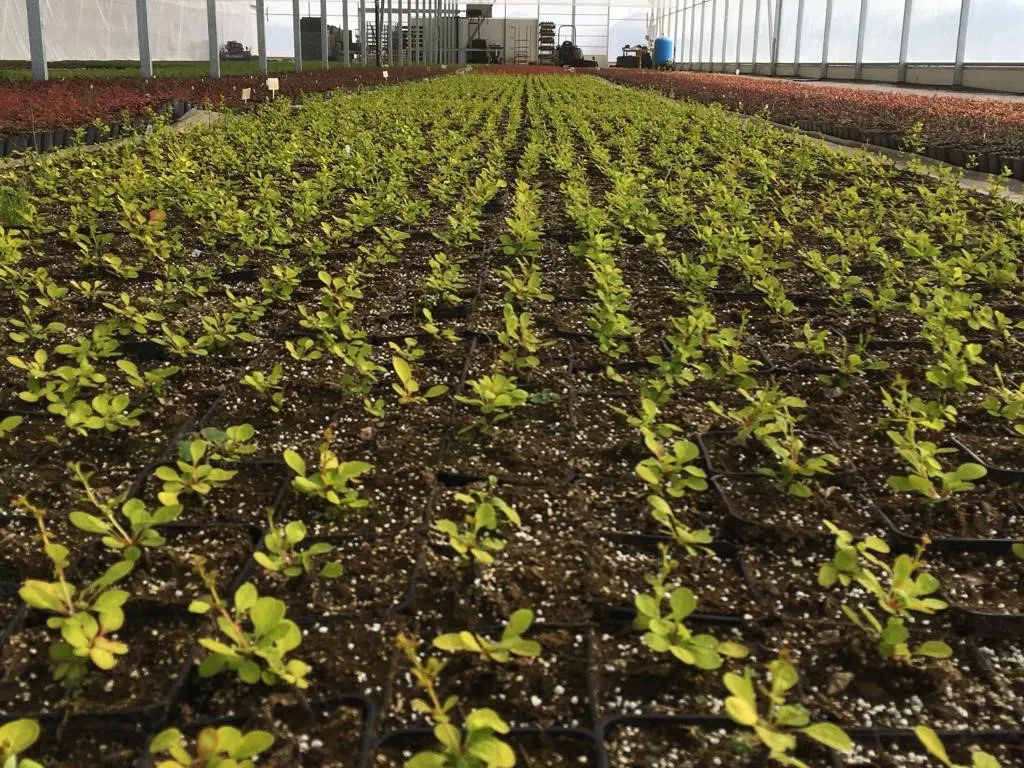 Blick von der Marcinków 8 Baumschule