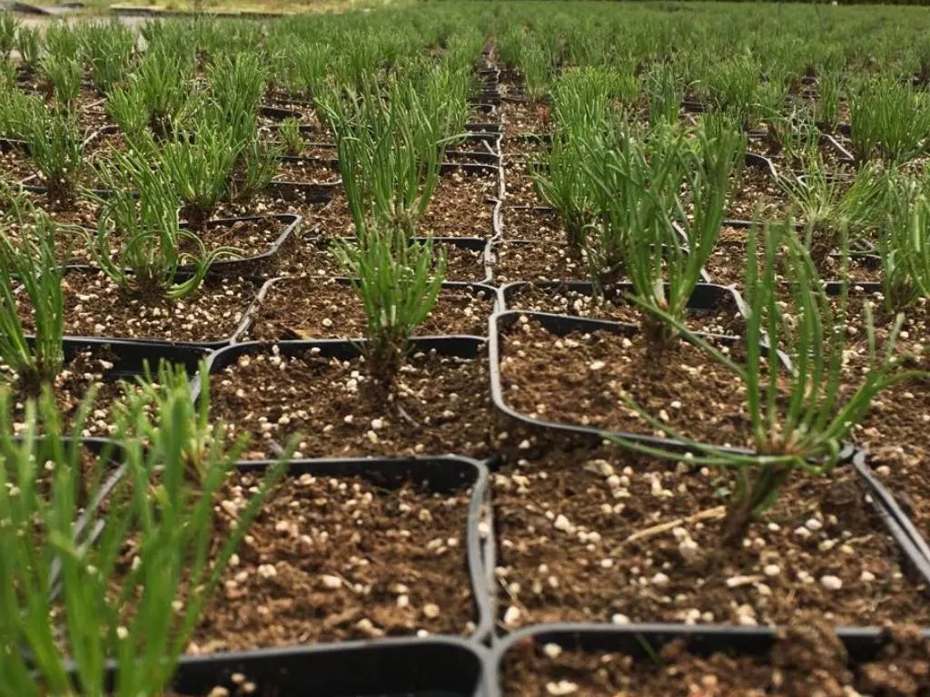 Blick von der Marcinków 9 Baumschule