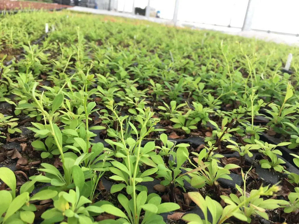 Blick von der Marcinków 10 Baumschule