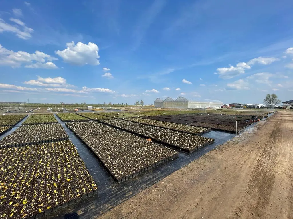 Blick von der Marcinków 11 Baumschule