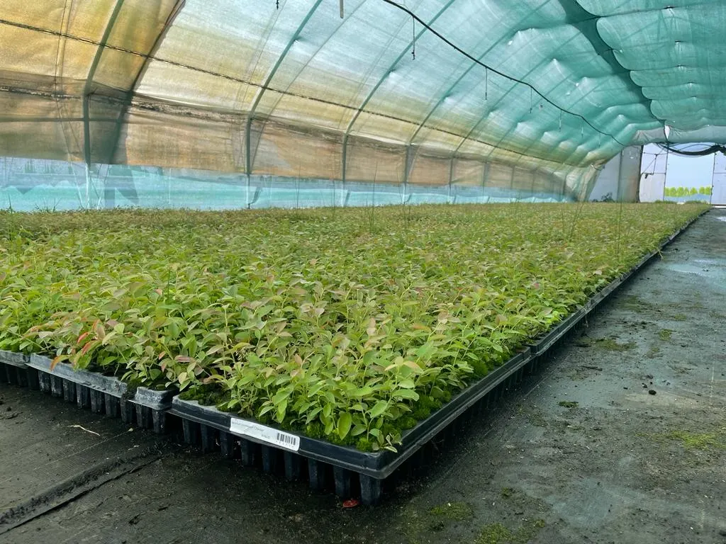 Blick von der Marcinków 12 Baumschule